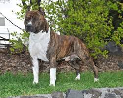 Gr Ch. Alpine's Highwayman Gr Ch. Alpine's Highwayman