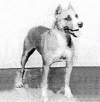 Ch. Doyle's Tacoma Flambeau Ch. Doyle's Tacoma Flambeau