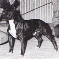 Ch. Gallant Kimbo Ch. Gallant Kimbo