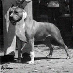 Ch. Herrings Beau Jangles Ch. Herrings Beau Jangles