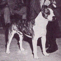 Ch. Knight Bomber