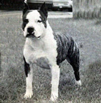 Ch. Nugent's Spanky Of Our Gang CD Ch. Nugent's Spanky Of Our Gang CD