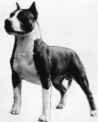 Ch. Ruffian Don's Rebel Of Harwyn
