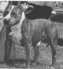 Ch. Ruffian Gray Boy of Har-Wyn Ch. Ruffian Gray Boy of Har-Wyn