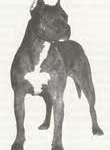 Ch. Ruffian Our Teenie Ch. Ruffian Our Teenie