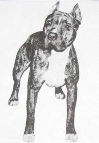 The Ruffian The Ruffian