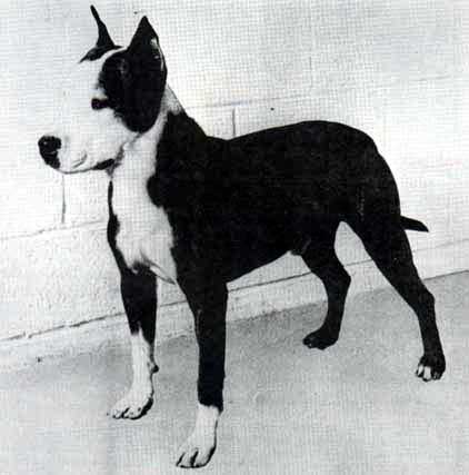 Ch. X-Pert Brindle Biff Ch. X-Pert Brindle Biff
